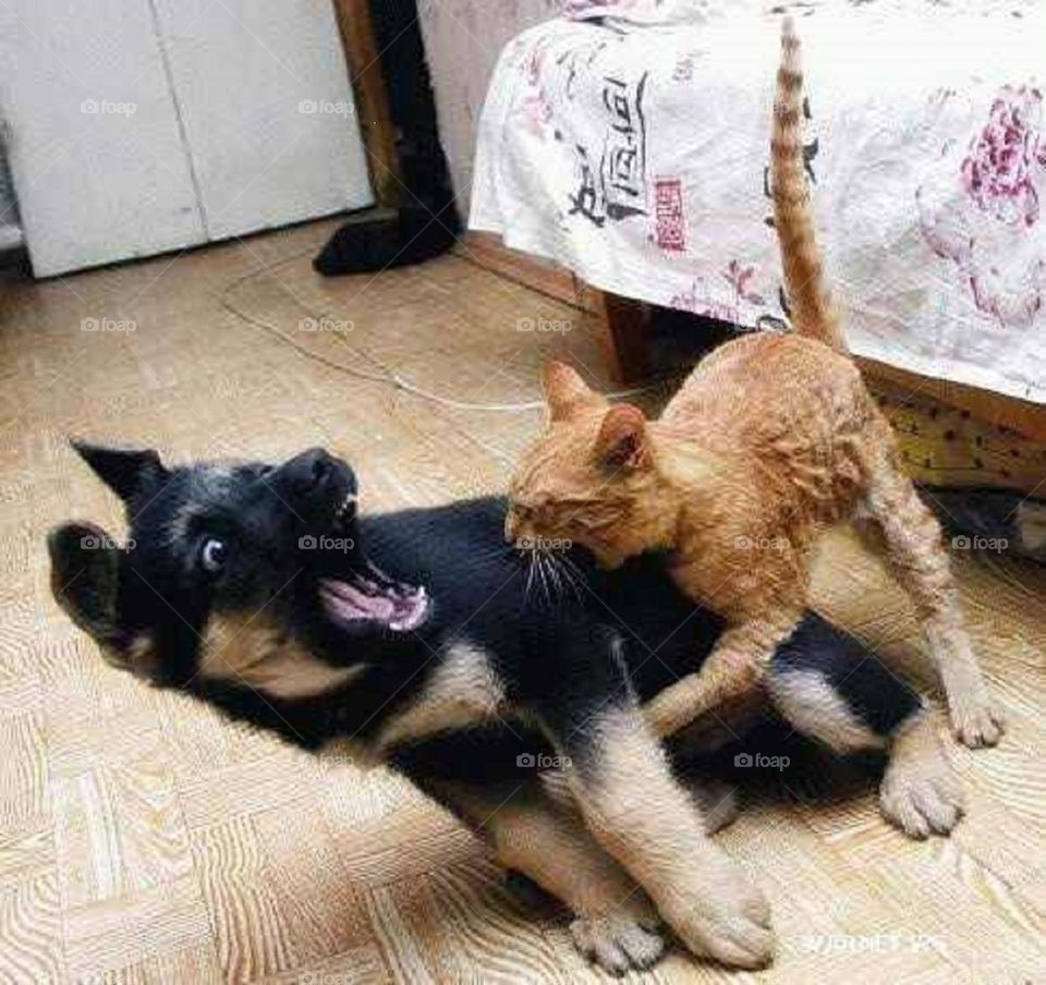 Cat and dog play fighting 