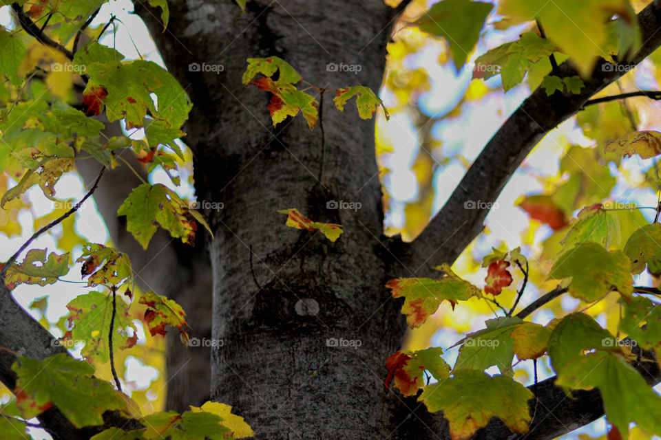 pretty fall leaves on a tree