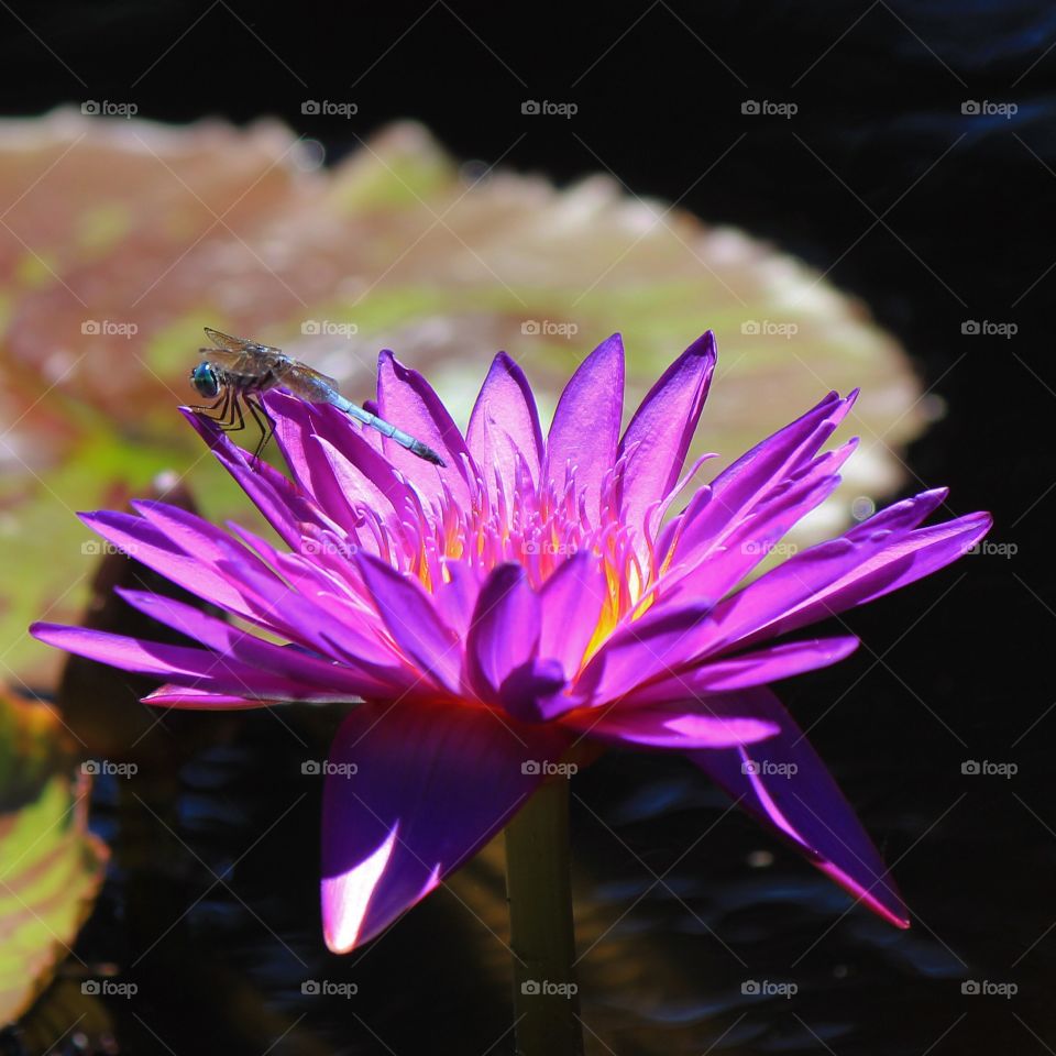 Close-up of dragonfly on flower