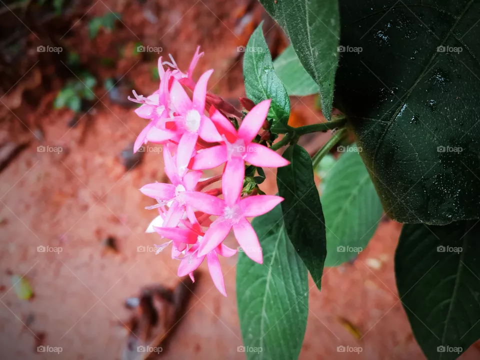 flower