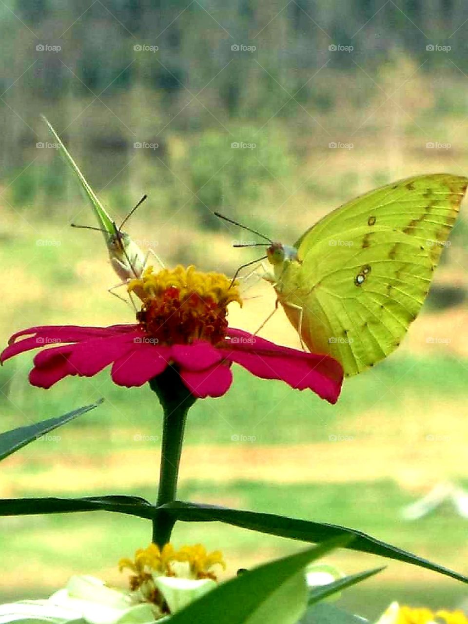 Two light green butterflies are perching and sucking honey on a red paper flower at the Greneng Reservoir,Blora City,Indonesia
