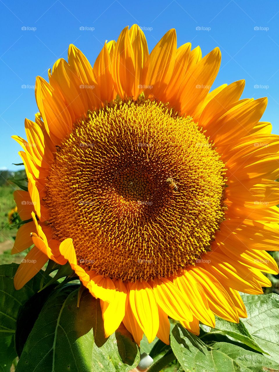 happy sunflower
