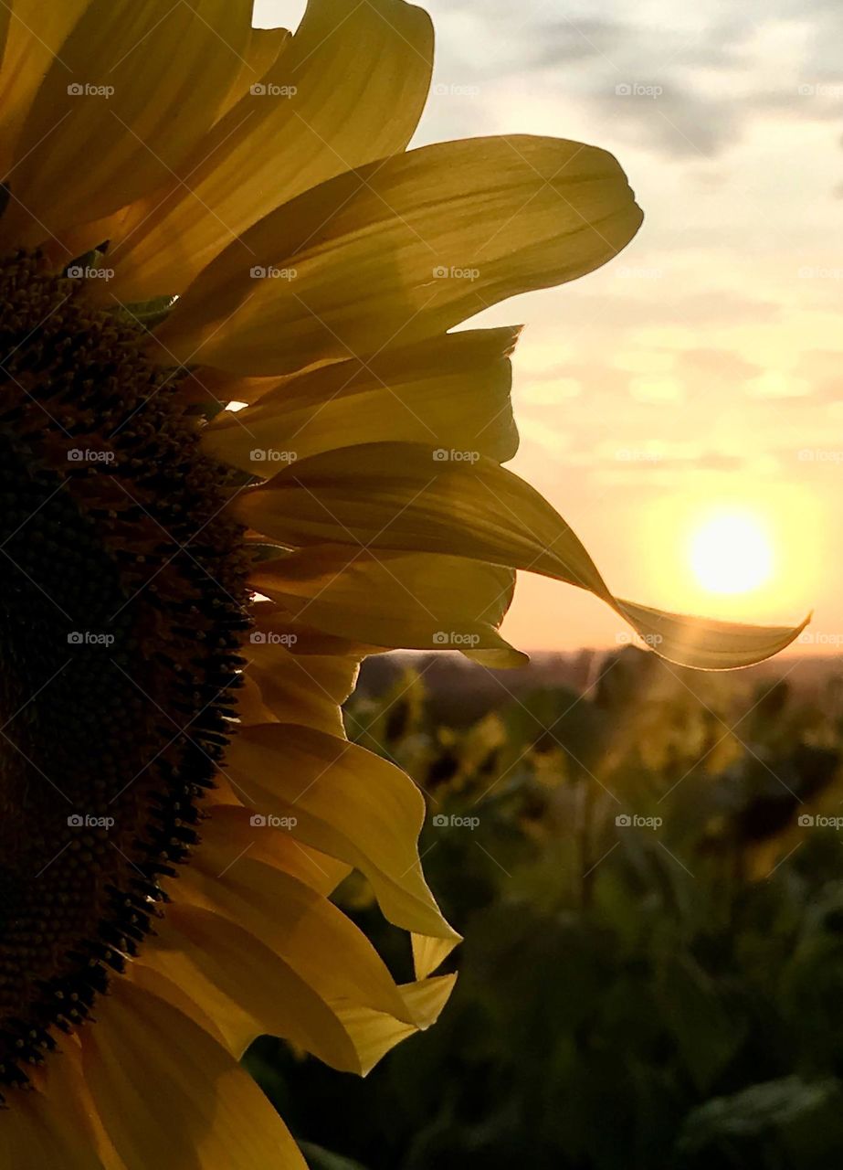 sunset supported by sunflower