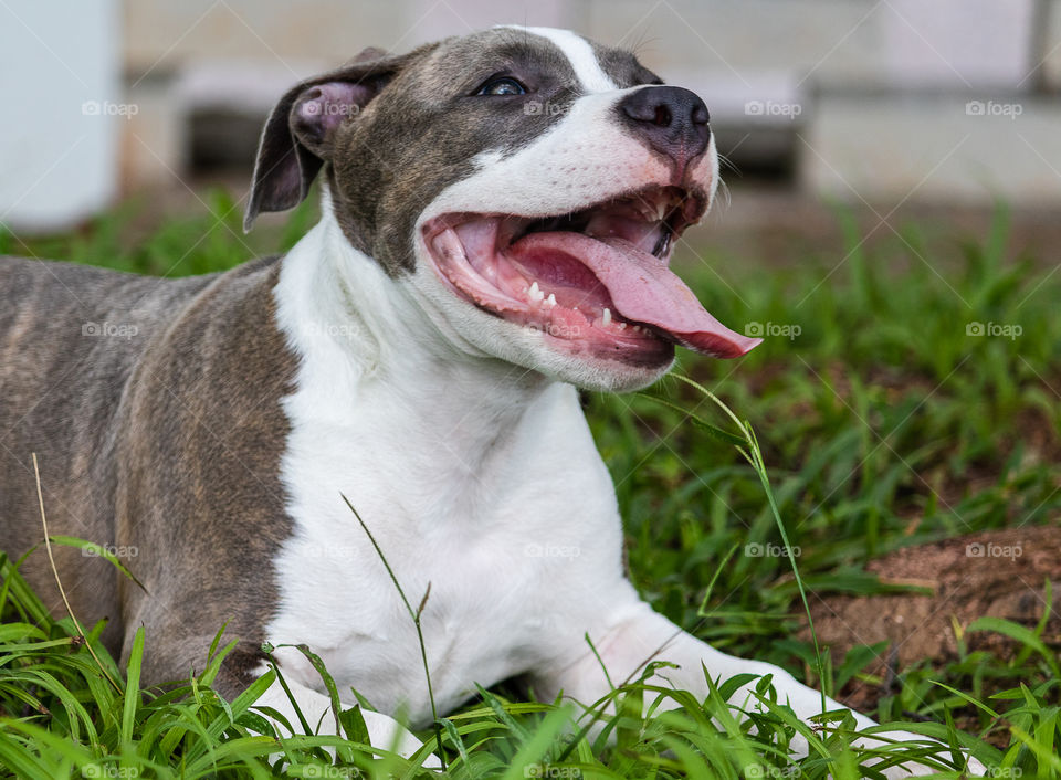 Cute happy puppy