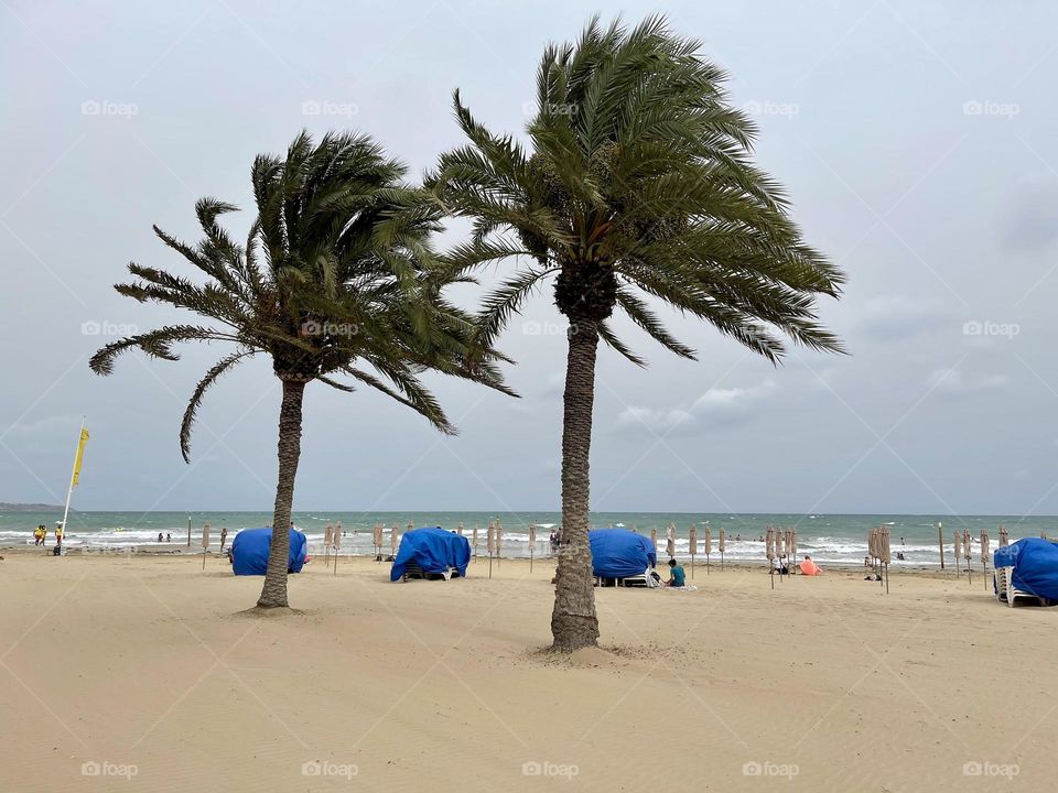 Palm trees whipped by the wind with cloudy and stormy gray sky in the background on the beach 