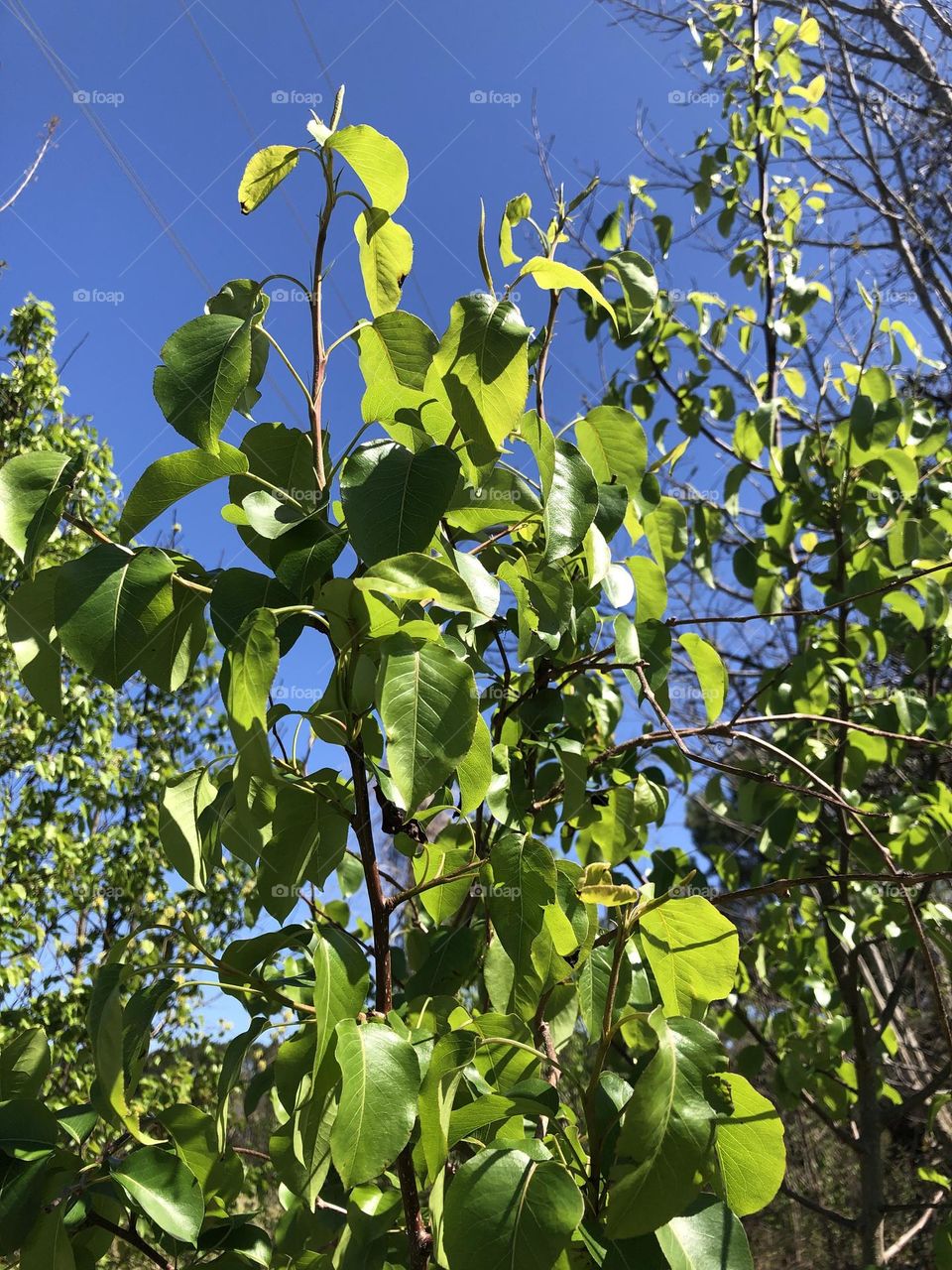 First green of spring