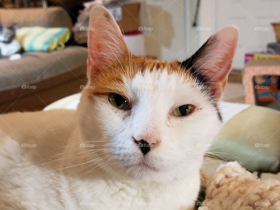 Marilyn Monroe is such a SWEET kitty.