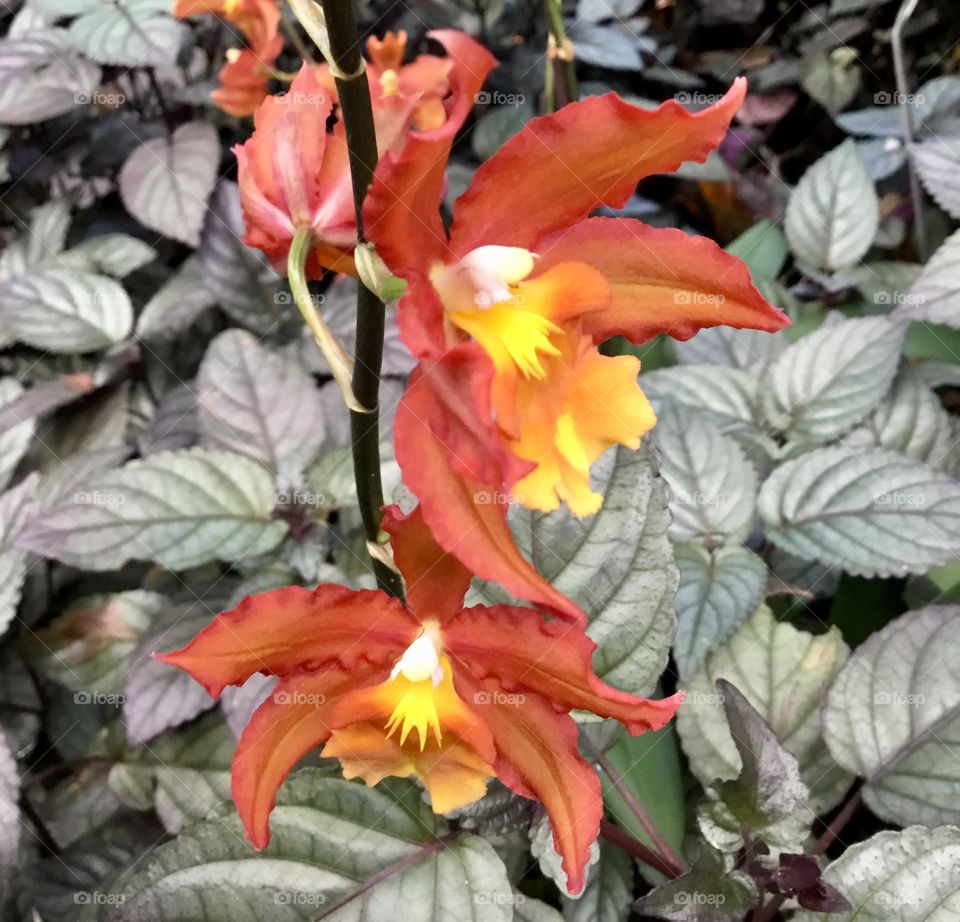 Orchids at Hawaii Tropical Botanical Garden