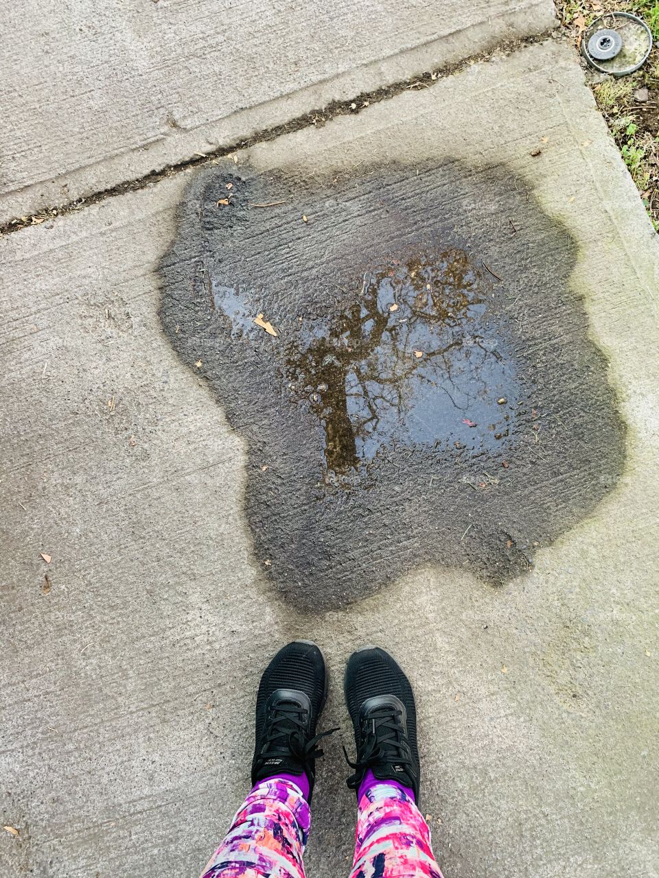 Reflejo de árbol en charco