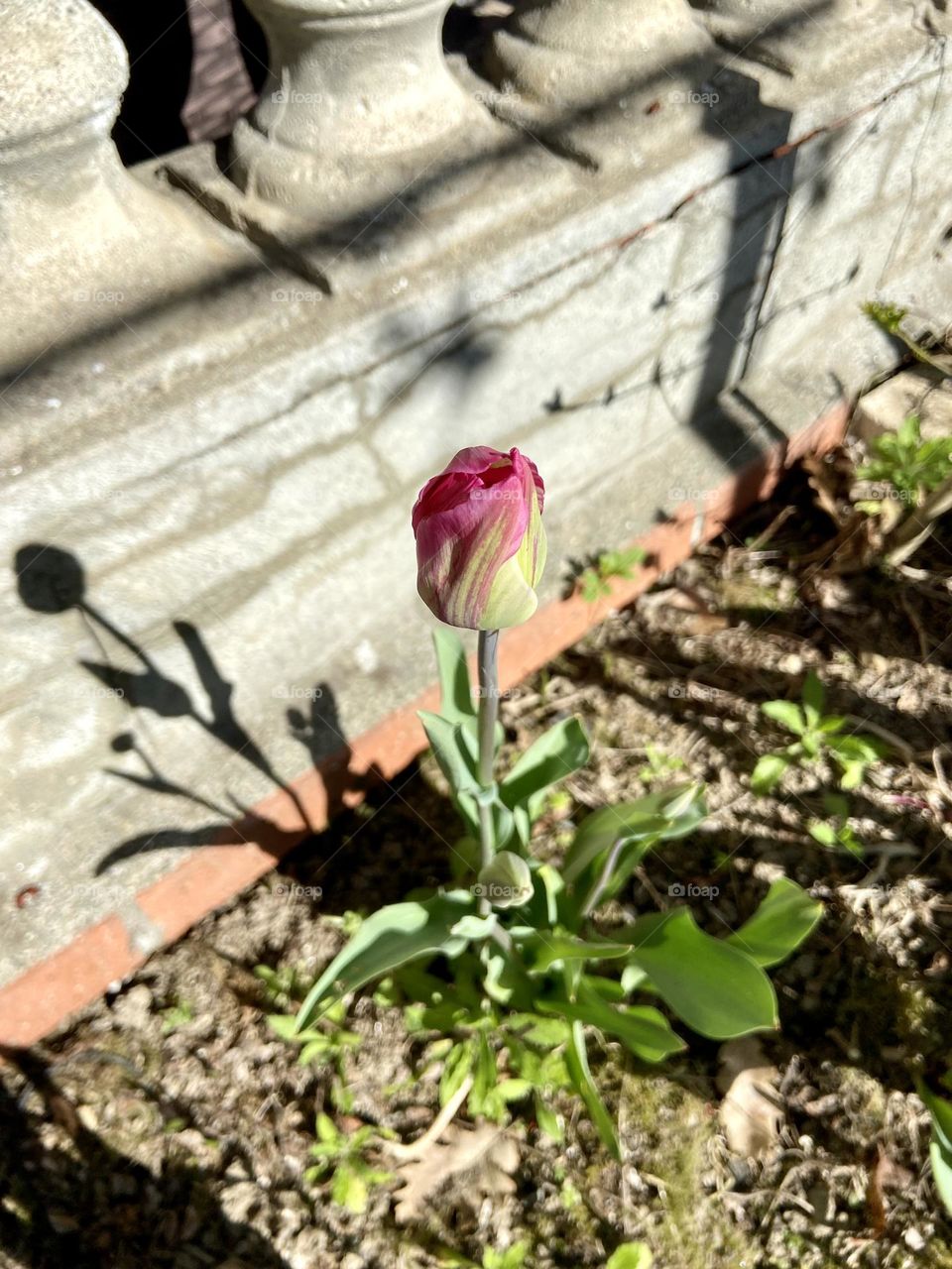 Tulip