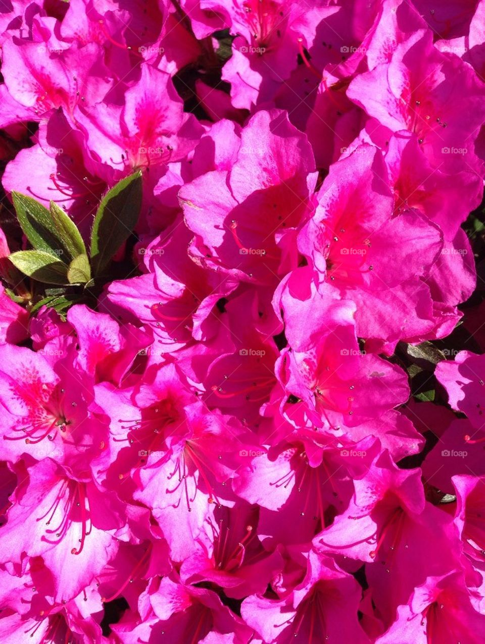 Pink Azaleas