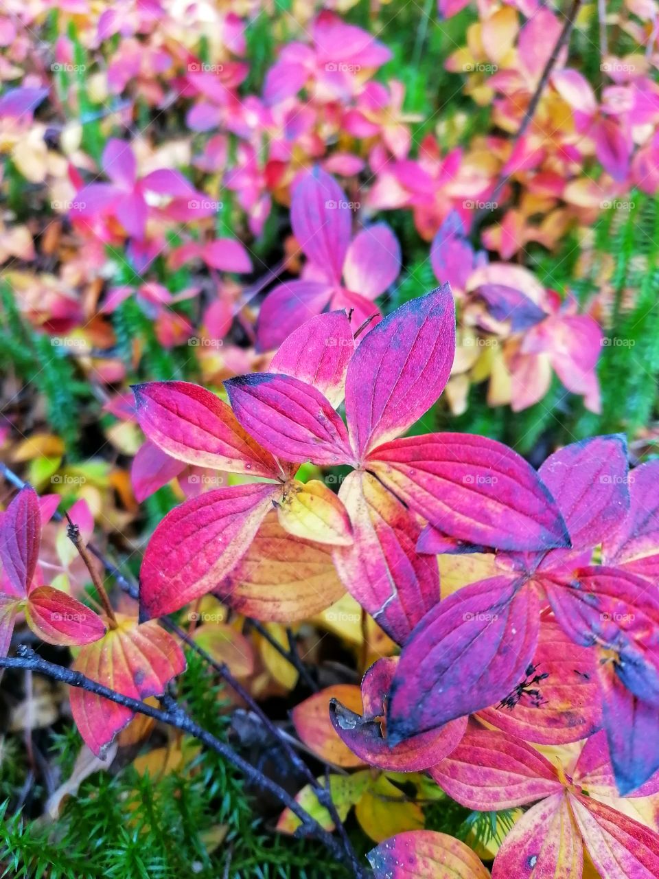 On a day trip in the Finnish forest in September. 🇫🇮🍁🍂