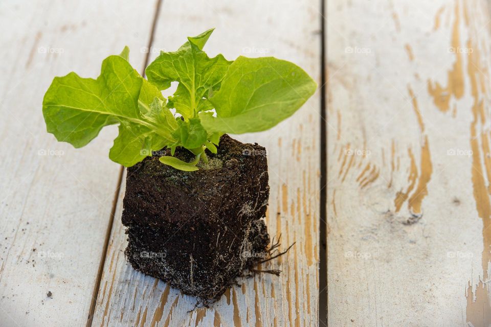 lettuce seedling, close up of salad