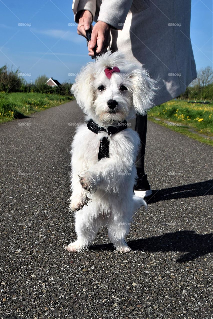 very cute white Maltese dog puppy standing upright on his back legs