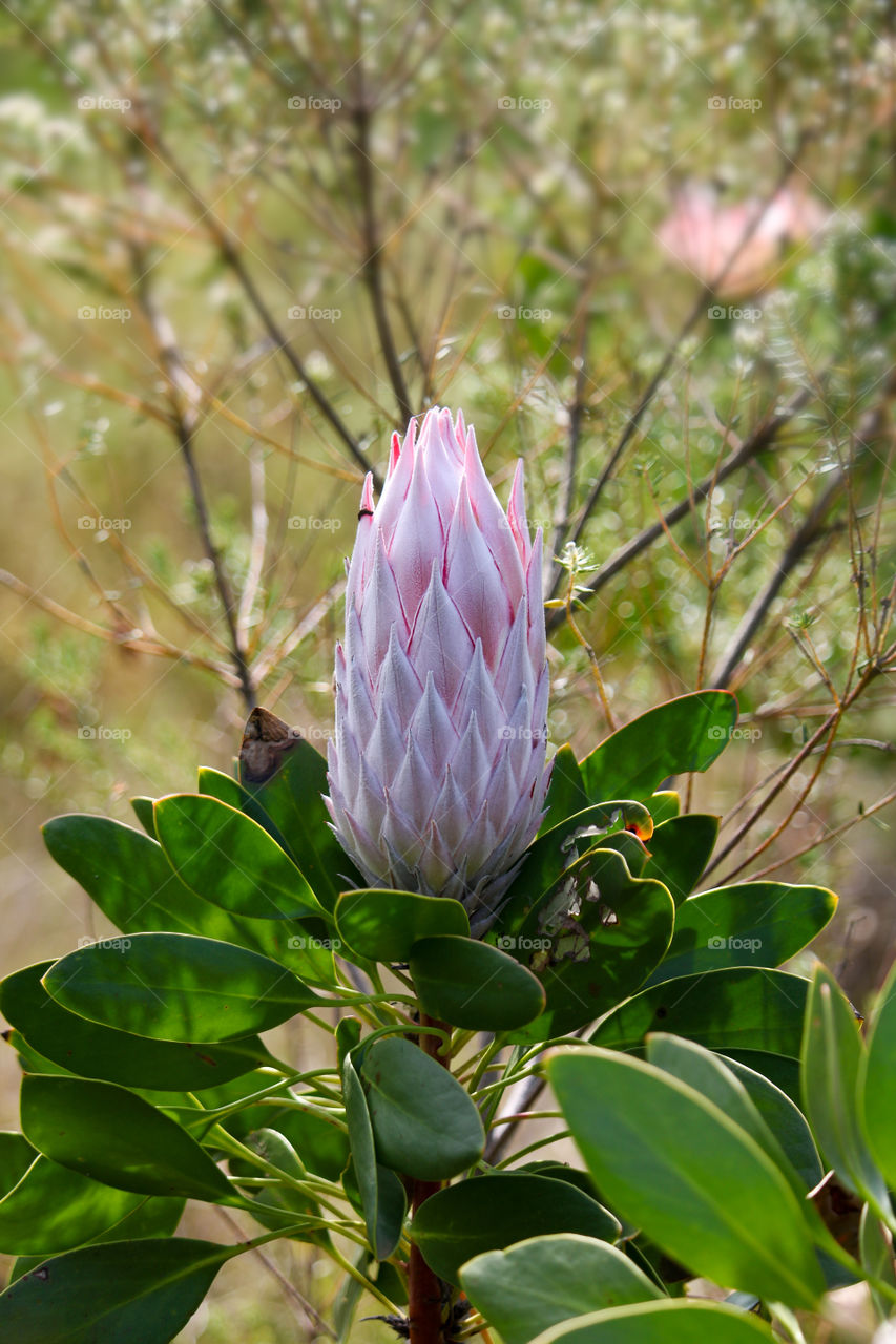 Beautiful pink protea flower waiting to bloom