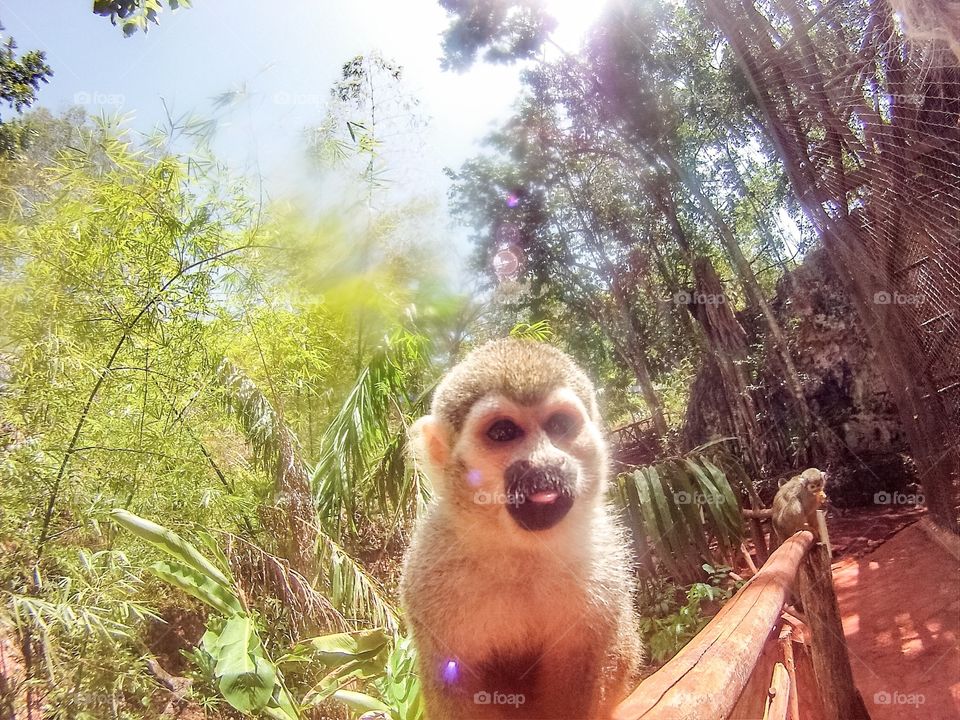 Squirrel monkey