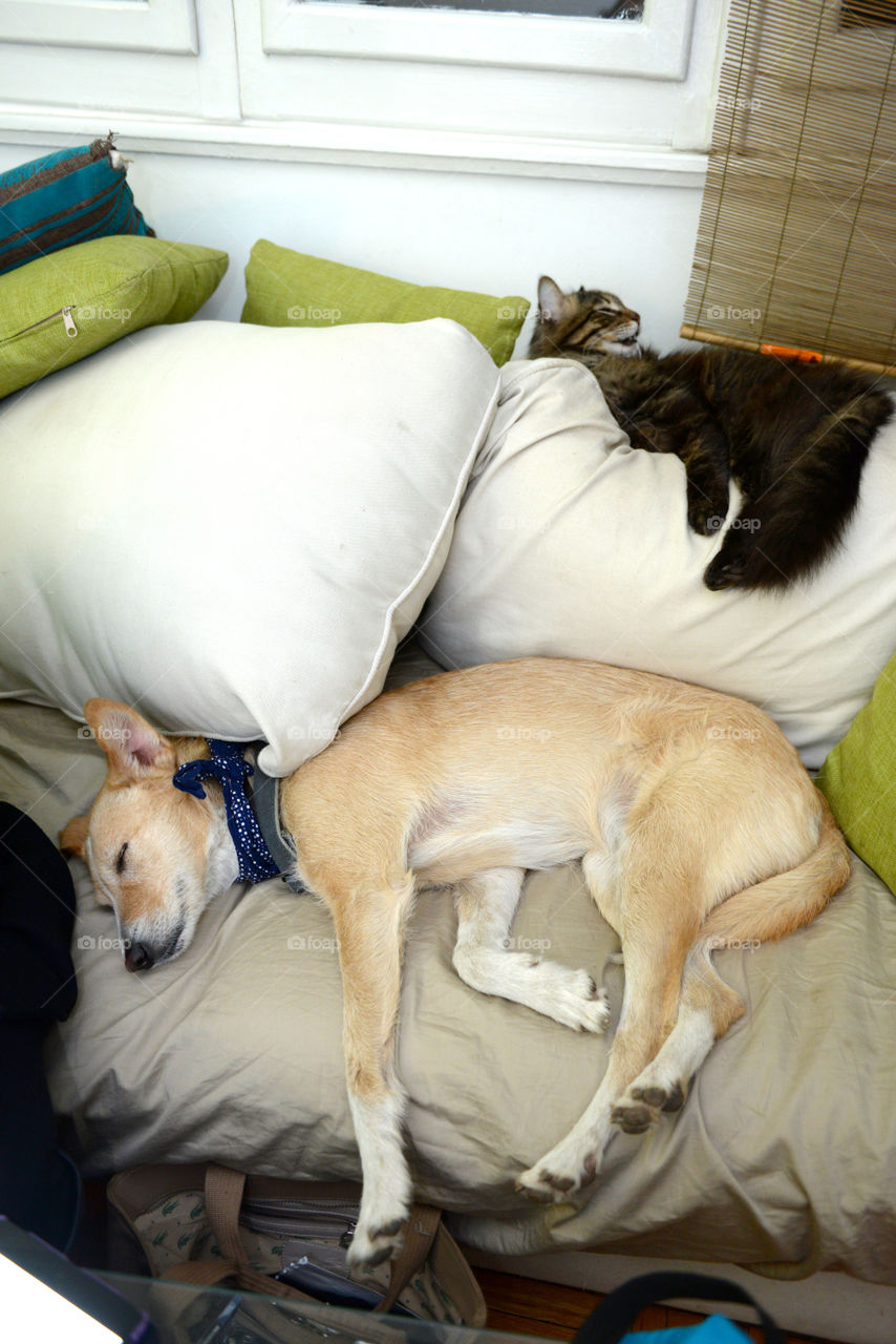 dog sleeping on a couch with a cat beside him