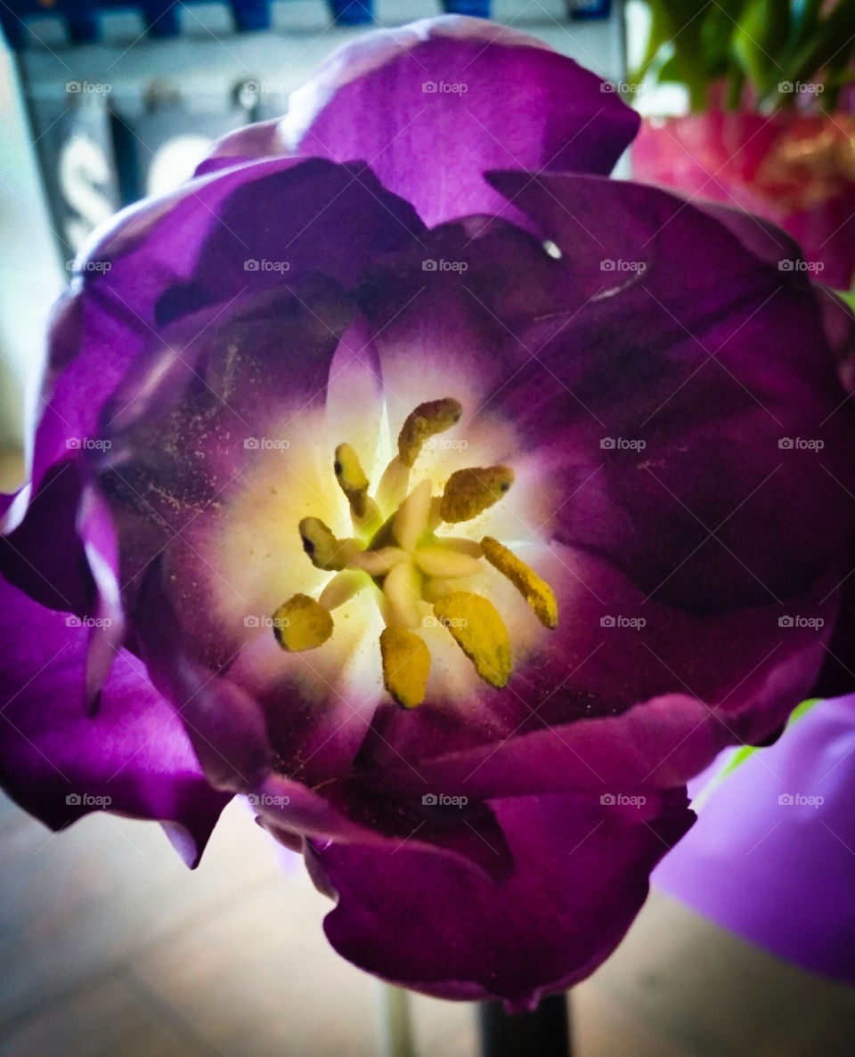 purple tulip close up