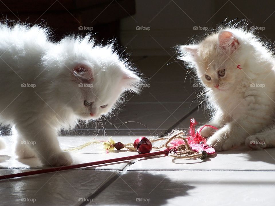 Two Persian kittens playing in the sunlight 