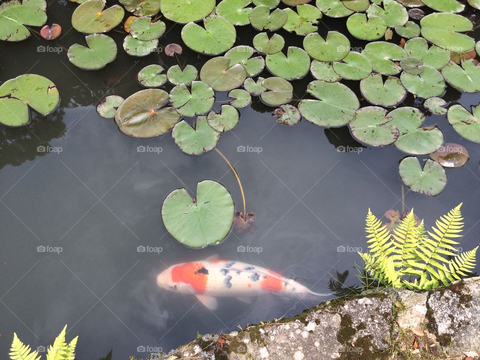 Koi fish in pond on temple grounds