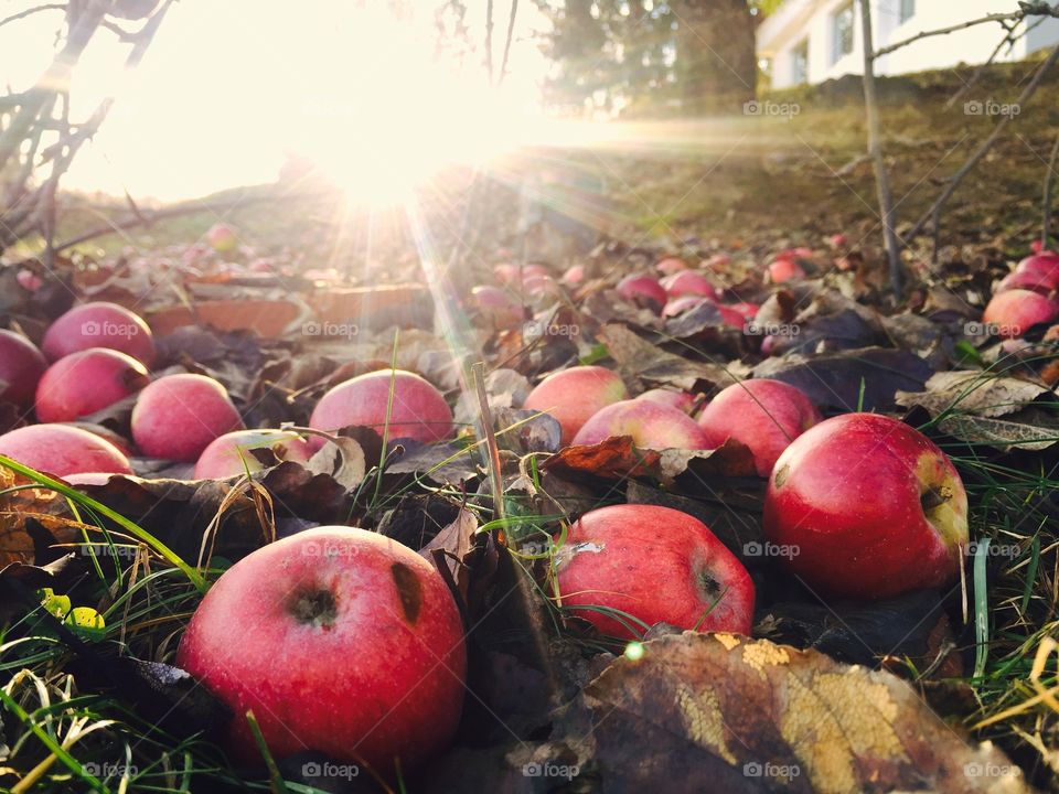 Red apples on the ground
