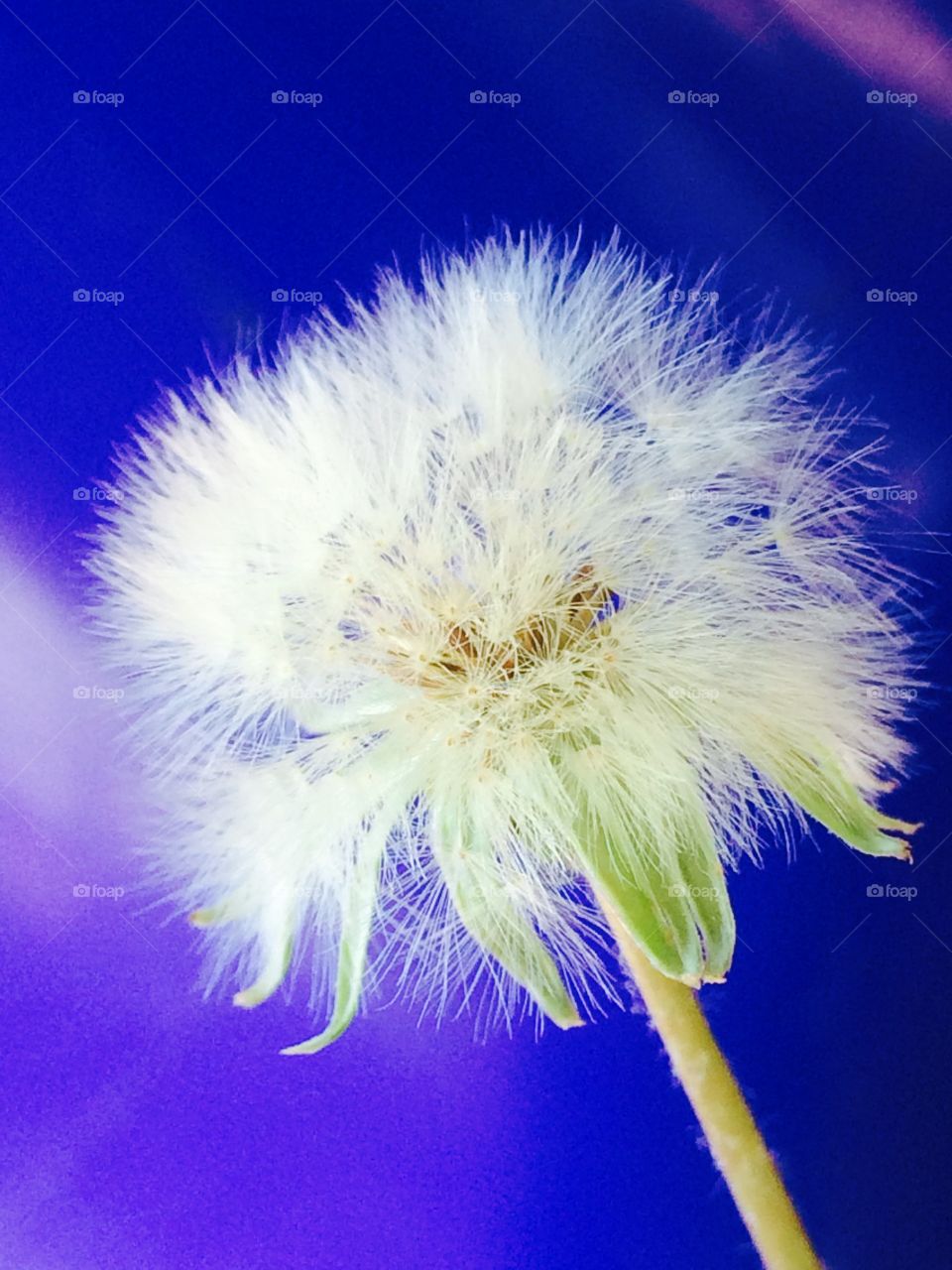 Some see a weed, some see a wish