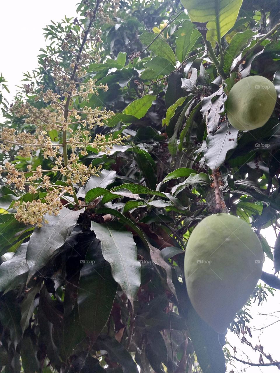 mango flower and mangos
