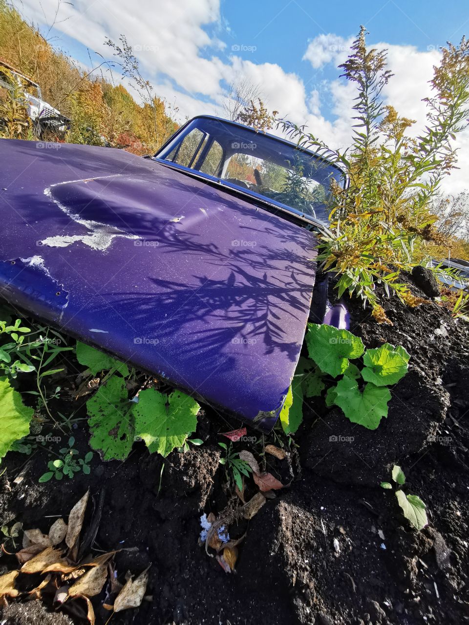 Purple show car found in a scrap yard, half burried under soil, plates growing around and in the car.