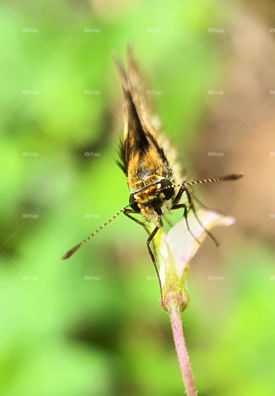 Skippers (Lesser Dart)