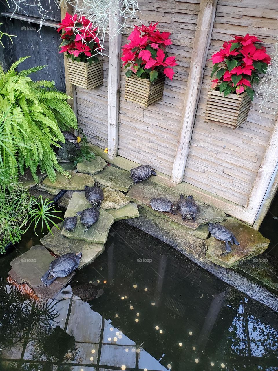 turtles