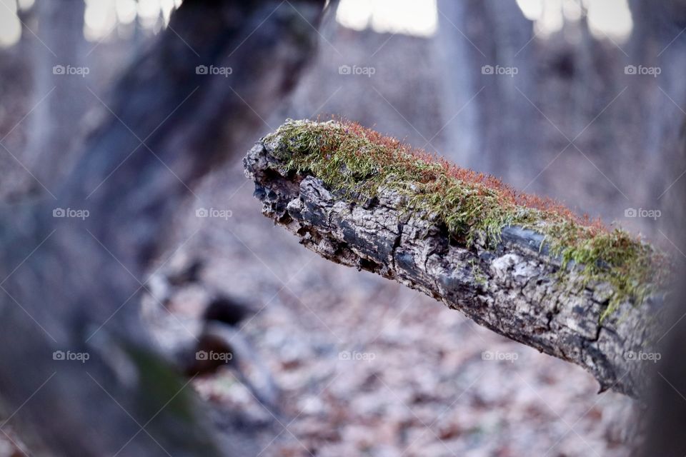Mood covered log in the deep woods at dusk.