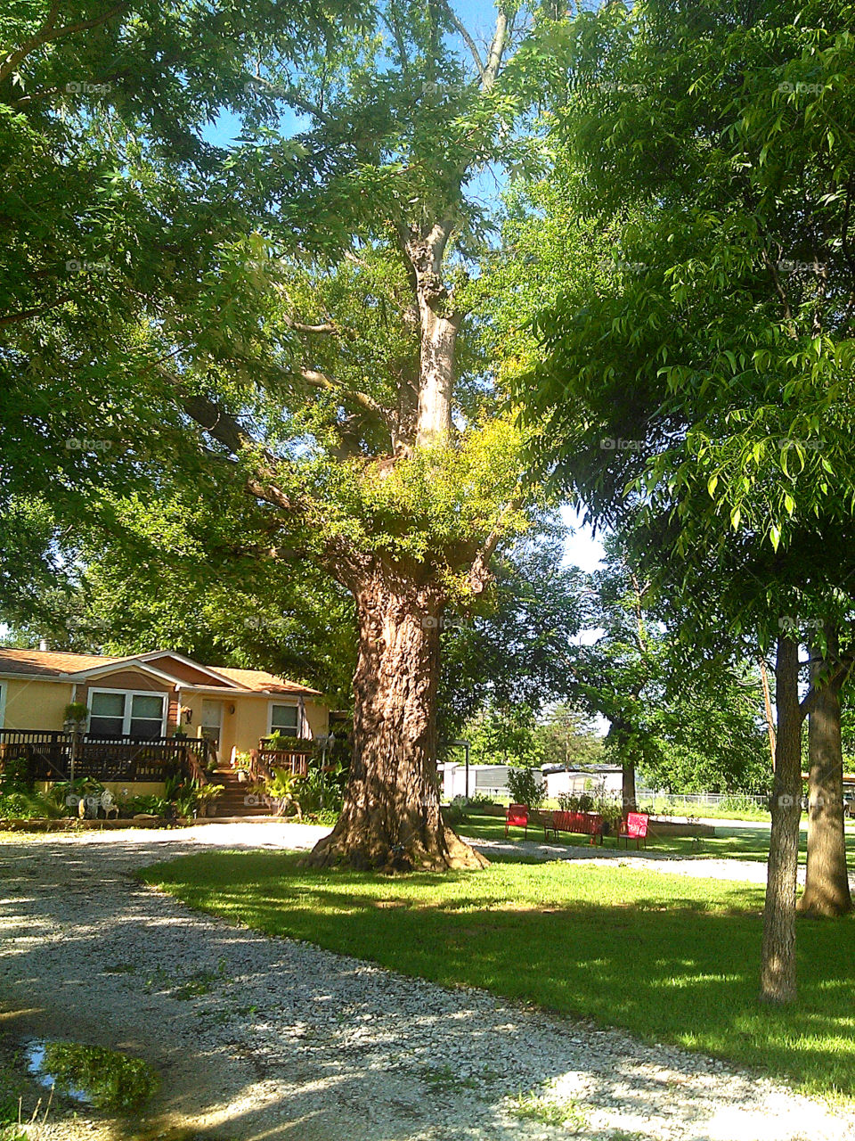 huge oak tree. this is a large tree for east texas