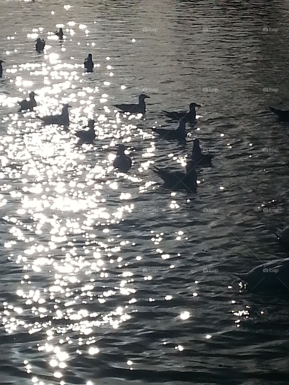 birds on the lake
