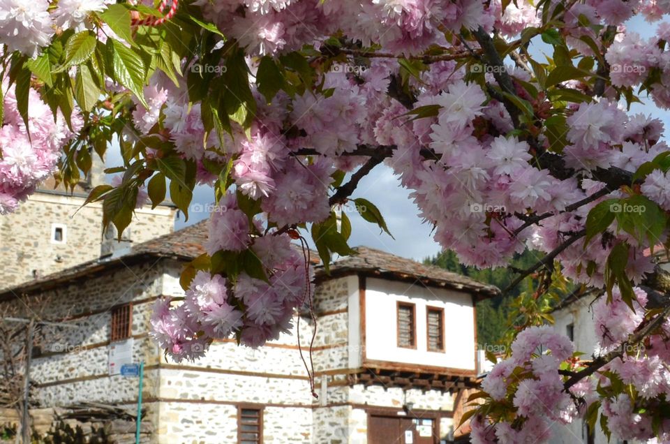 Spring Urban Nature, Plants, Bulgaria