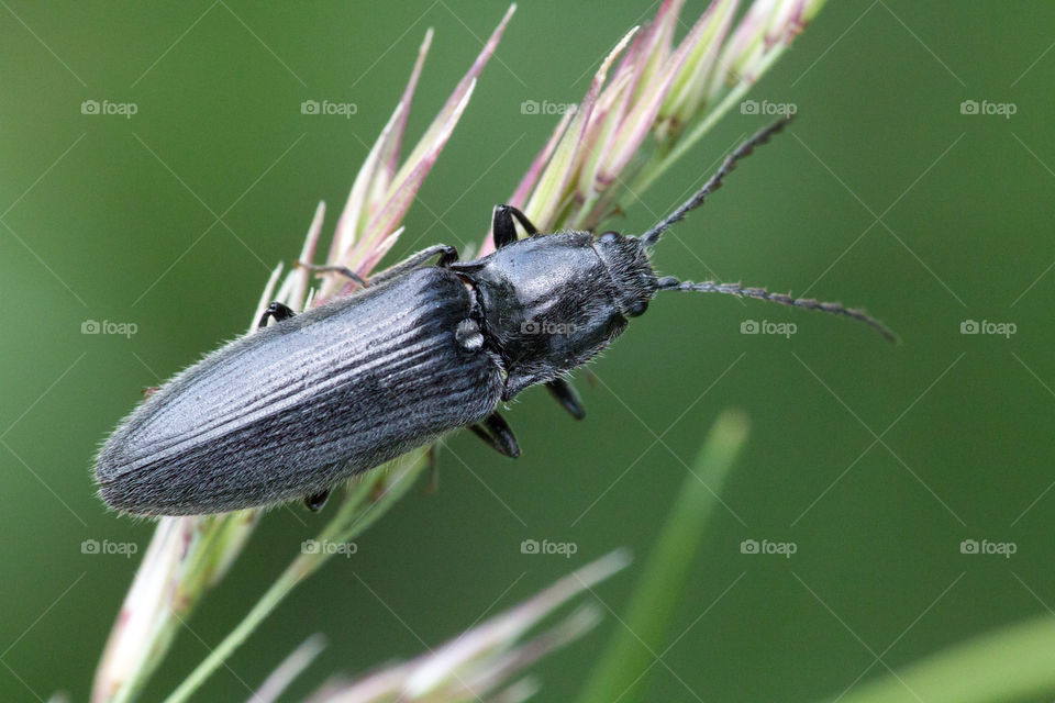Black beetle (Athous niger) on the grass.