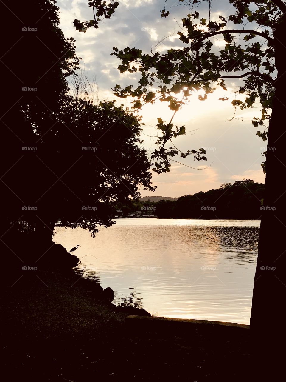 Gorgeous sunset over beautiful spring lake with great blue heron sitting on shore waiting to catch his dinner! 