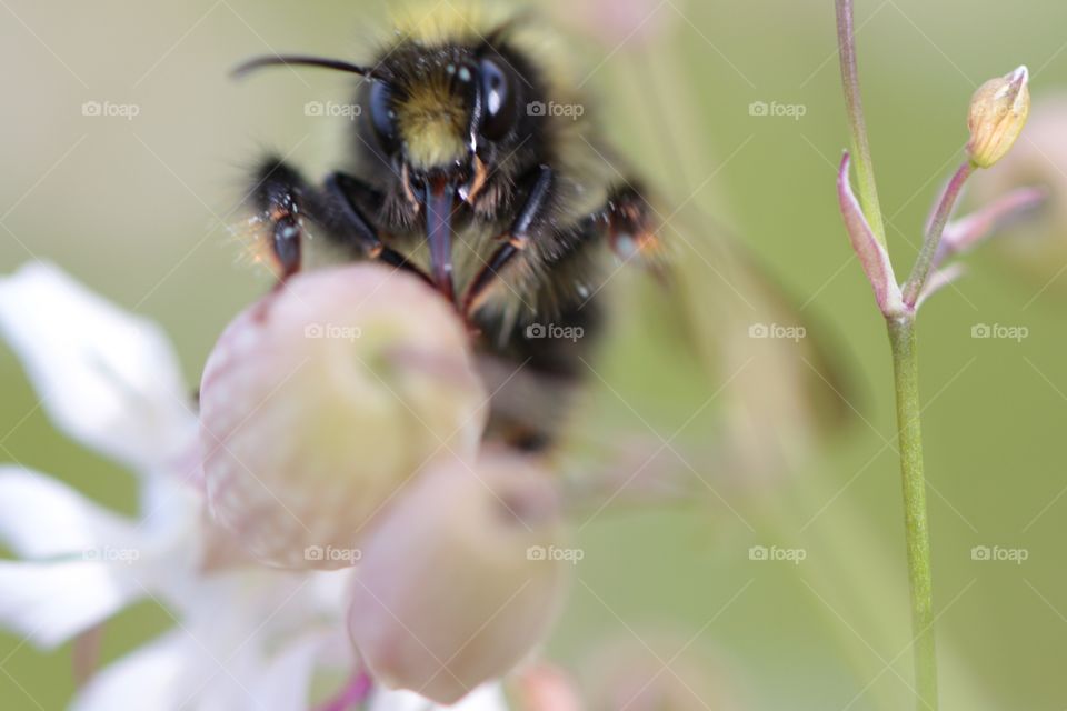 Close-up of bee on flower