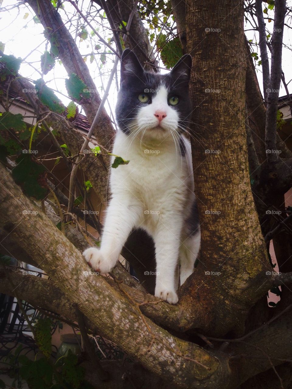 Cat in the Tree