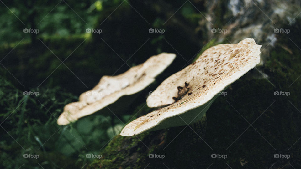 Two large mushroom fungi caps