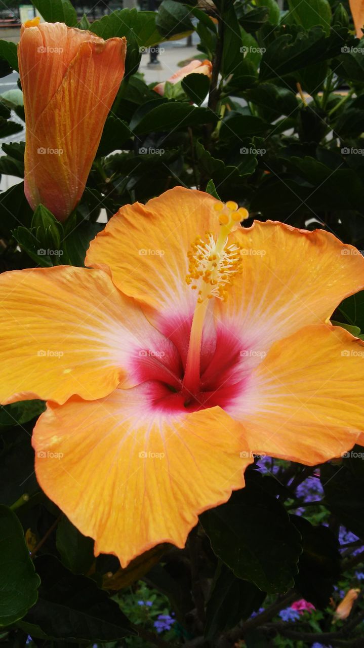 Flower, No Person, Leaf, Nature, Flora