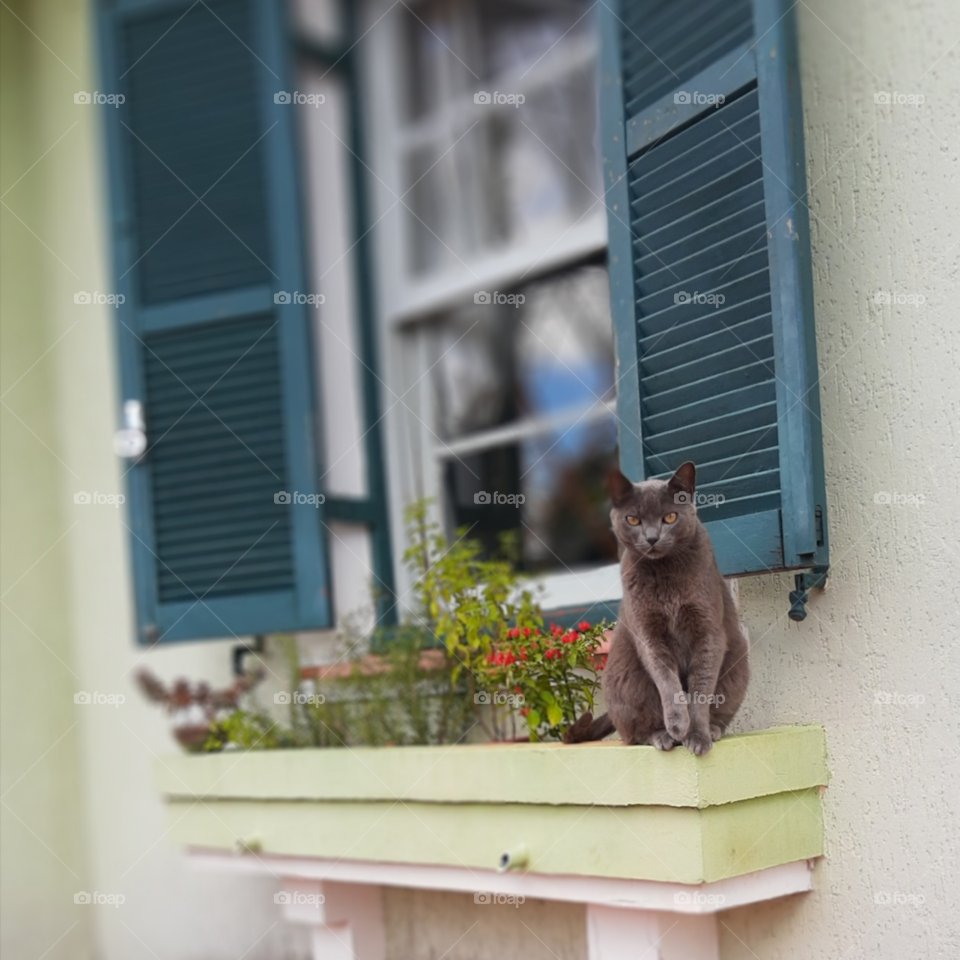cat sitting at a window