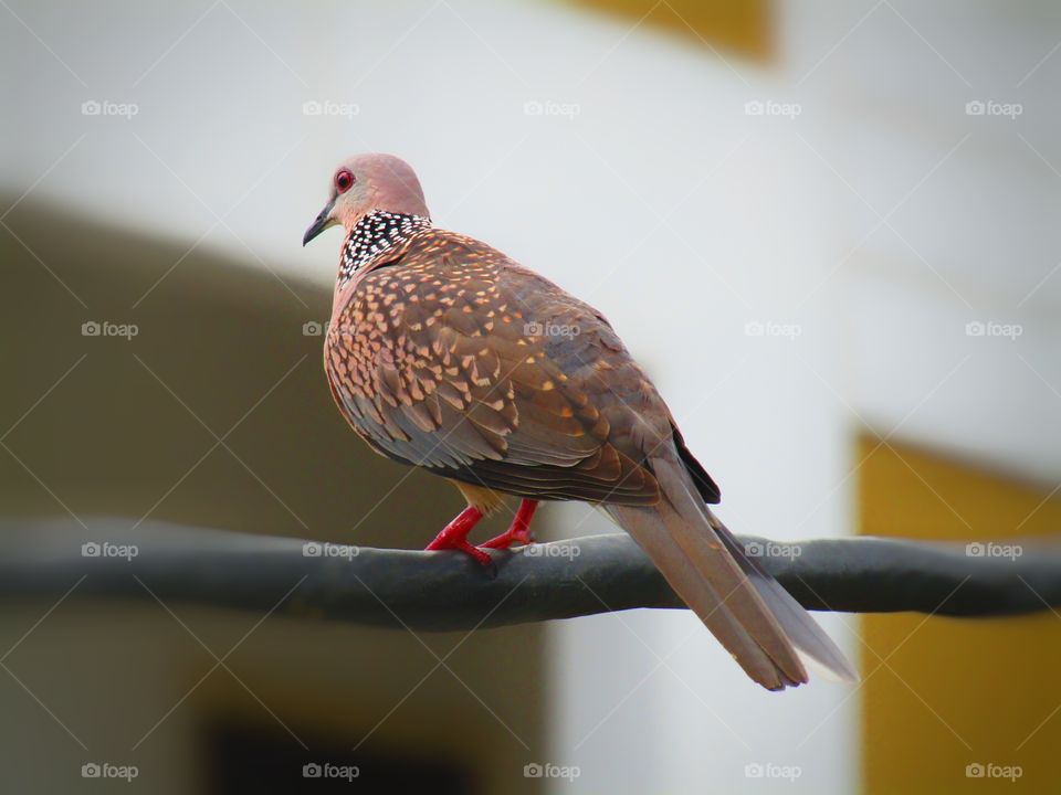 The spotted dove or (spilopelia chinensis) or mountain dove or pearl-necked dove or lace-necked dove or spotted turtle-dove.