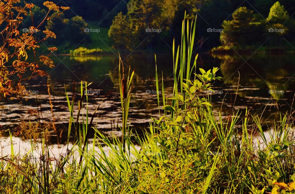 Cattails at the edge of a lake