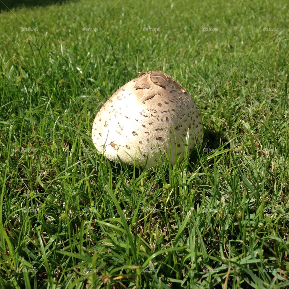 Mushroomed 