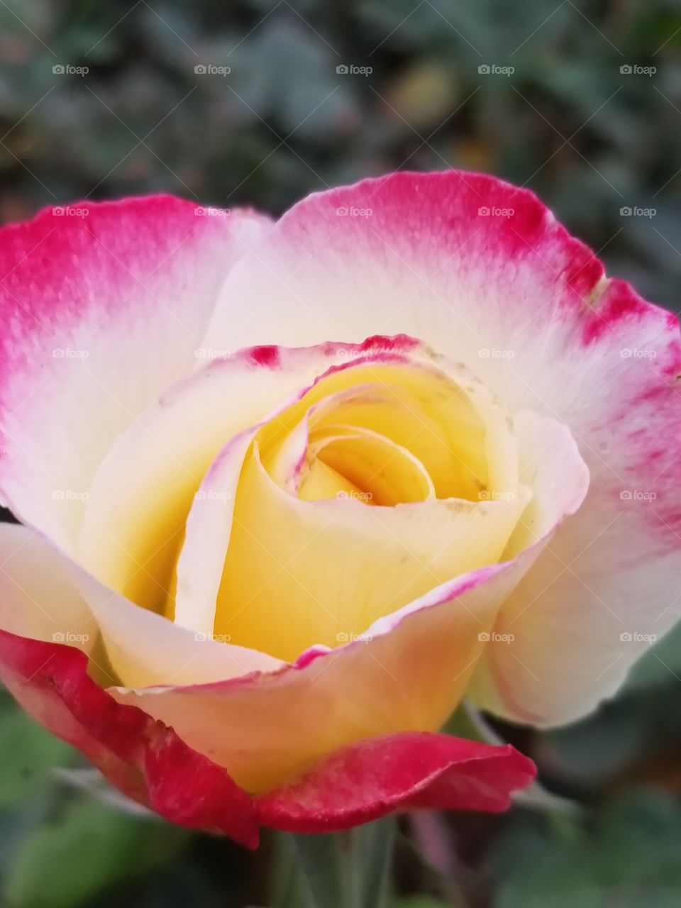 Yellow with red rose.