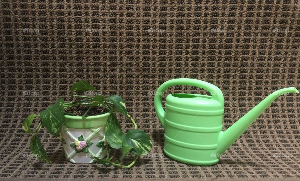 Potted plant with watering can