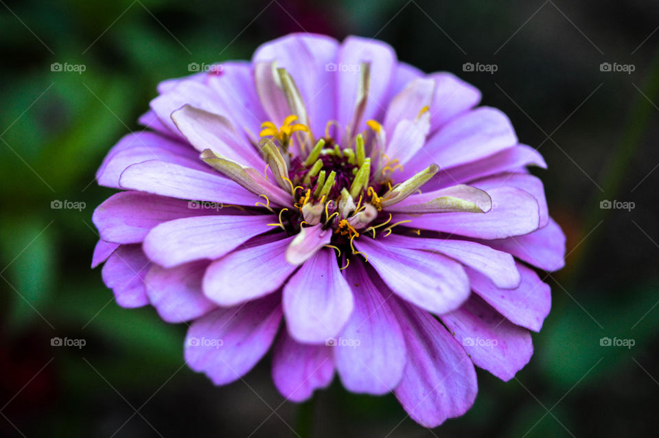 Lovely Closeup of Beautiful Flower