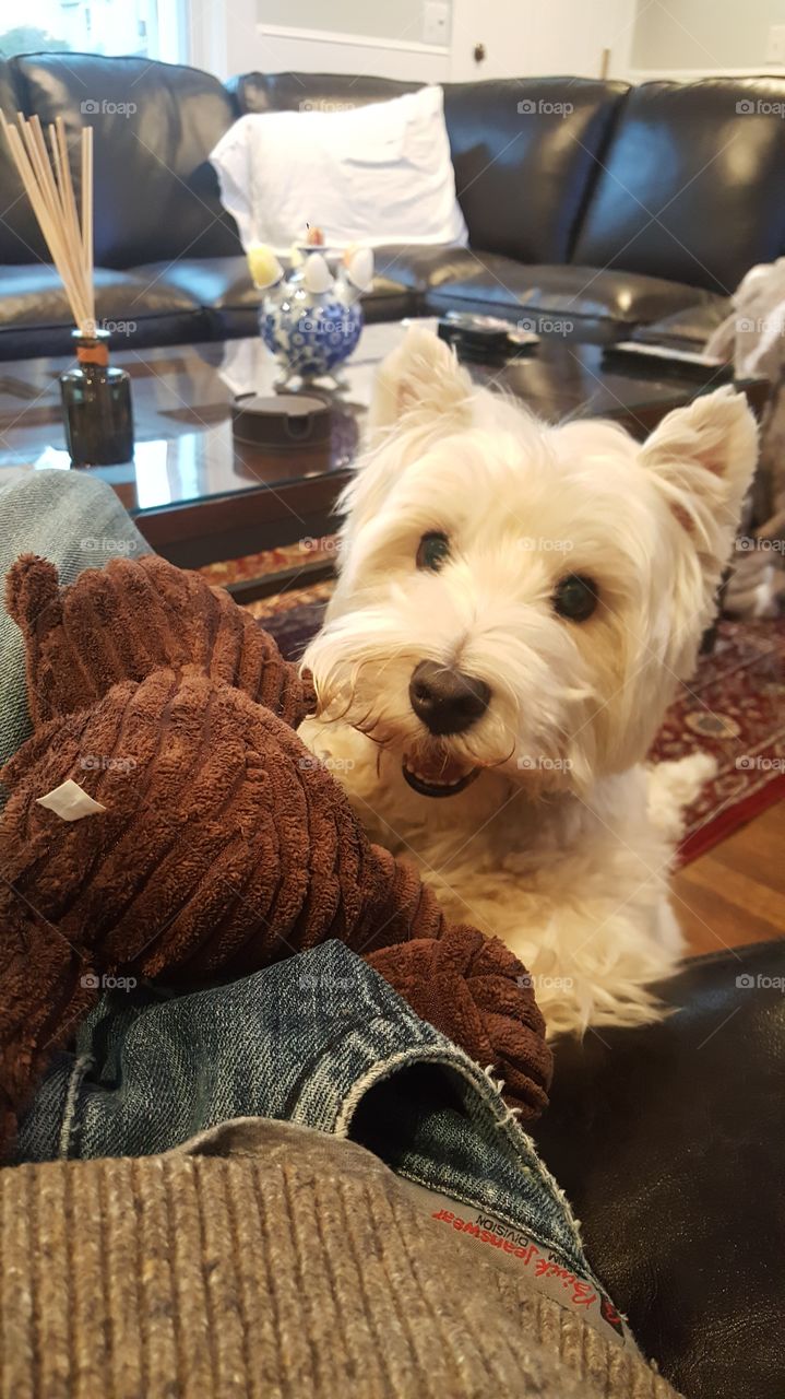 Beware dangerous dog