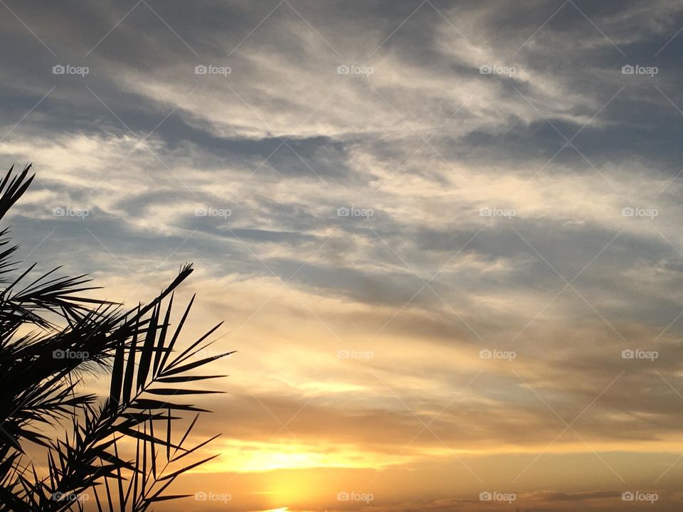 Palm tree and beautiful sunset 