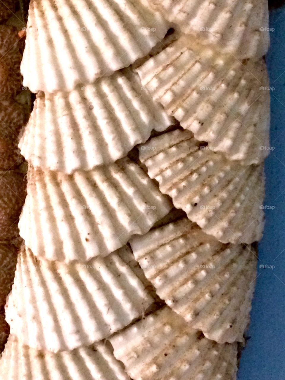 sea shells 